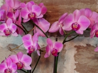 46647CrLe - Family Room Orchids   Each New Day A Miracle  [  Understanding the Bible   |   Poetry   |   Story  ]- by Pete Rhebergen